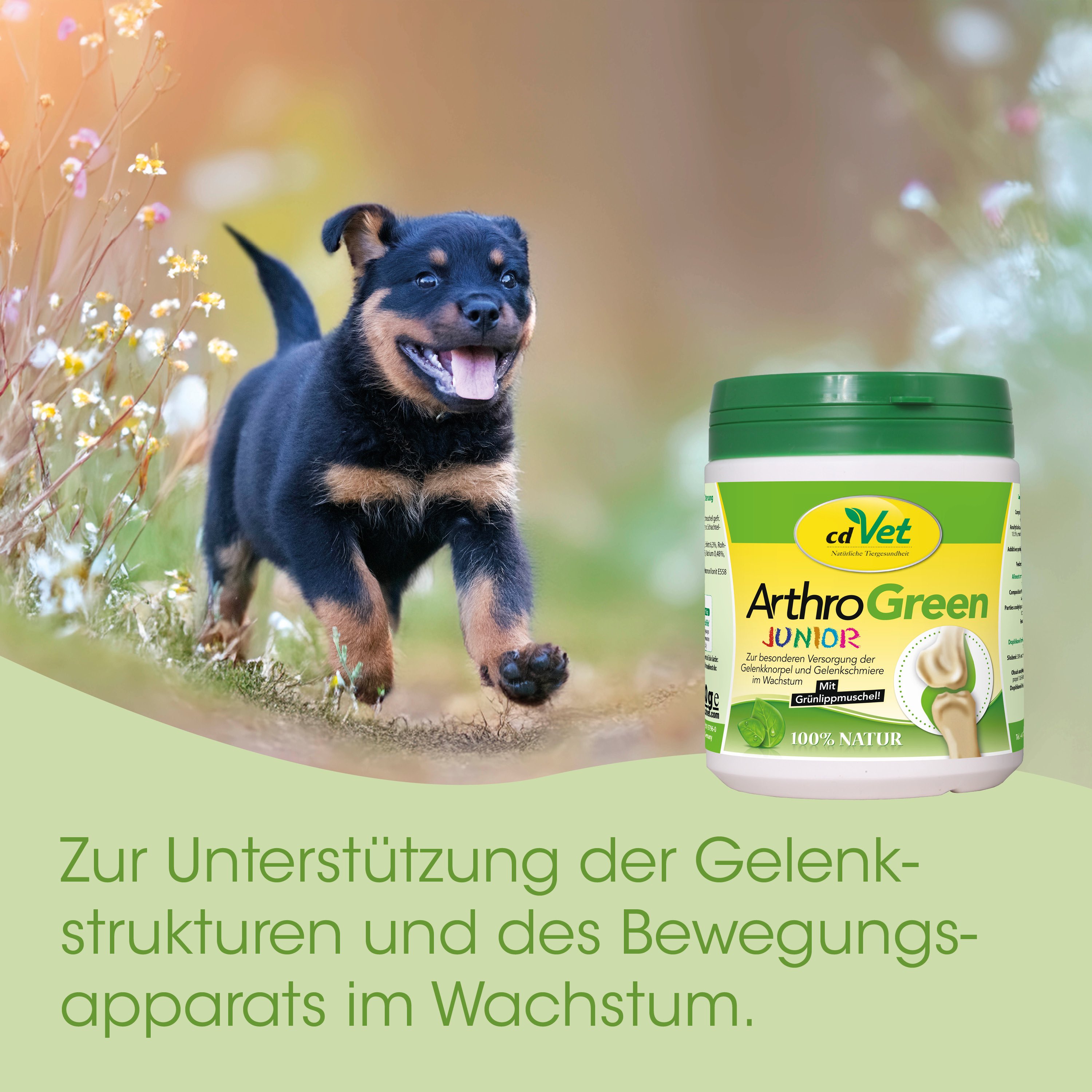 Hund, Welpe, Tierfutter, Knochen- oder Gelenkpflegesupplement, Grün