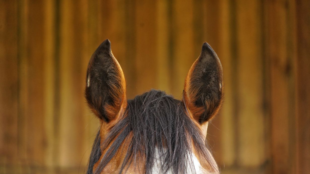 Pferdeohren, Pferdekopf, braunes Pferd, Mähne, Stallhintergrund