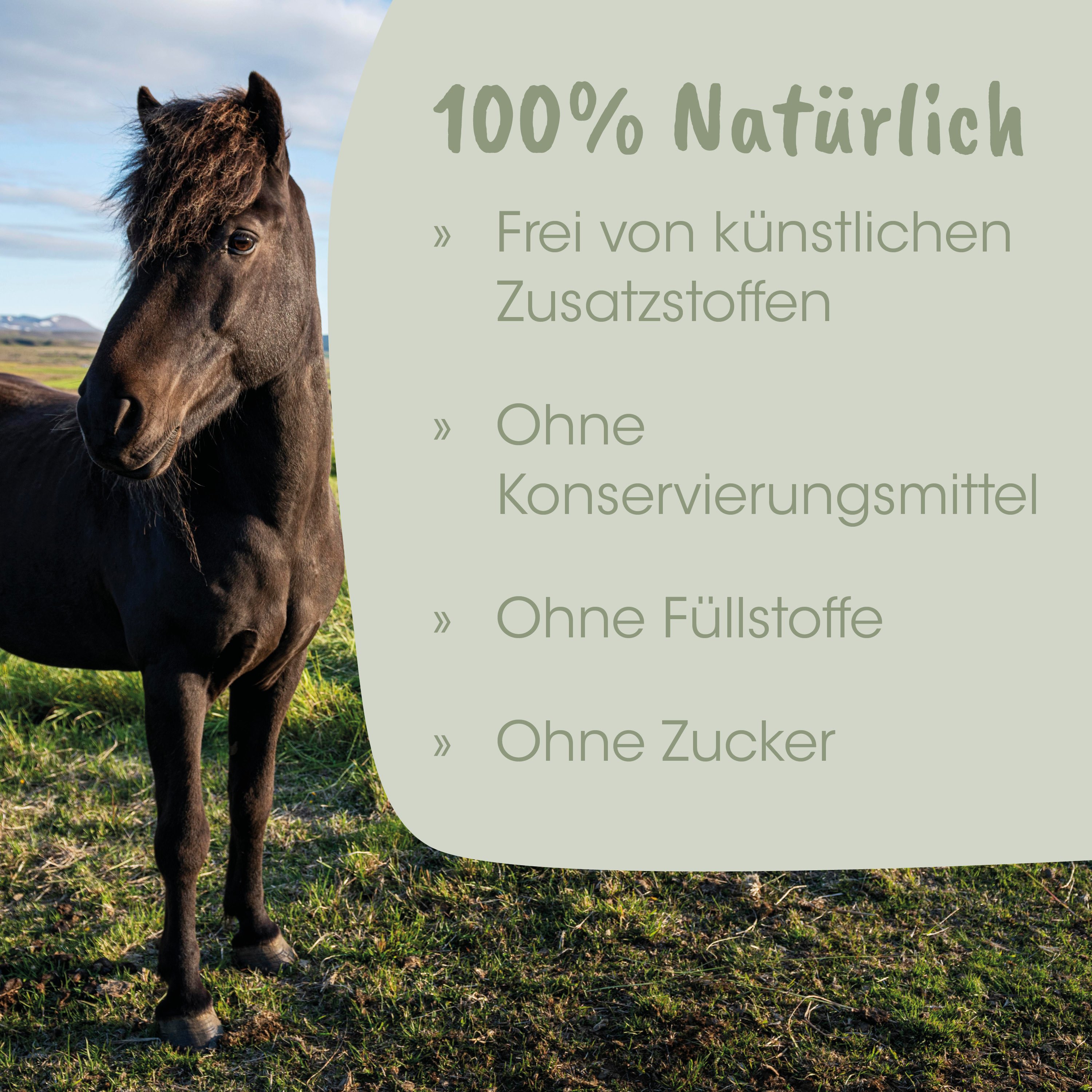 Pferd, Pony, Schwarzes Pferd, Natur, Wiese