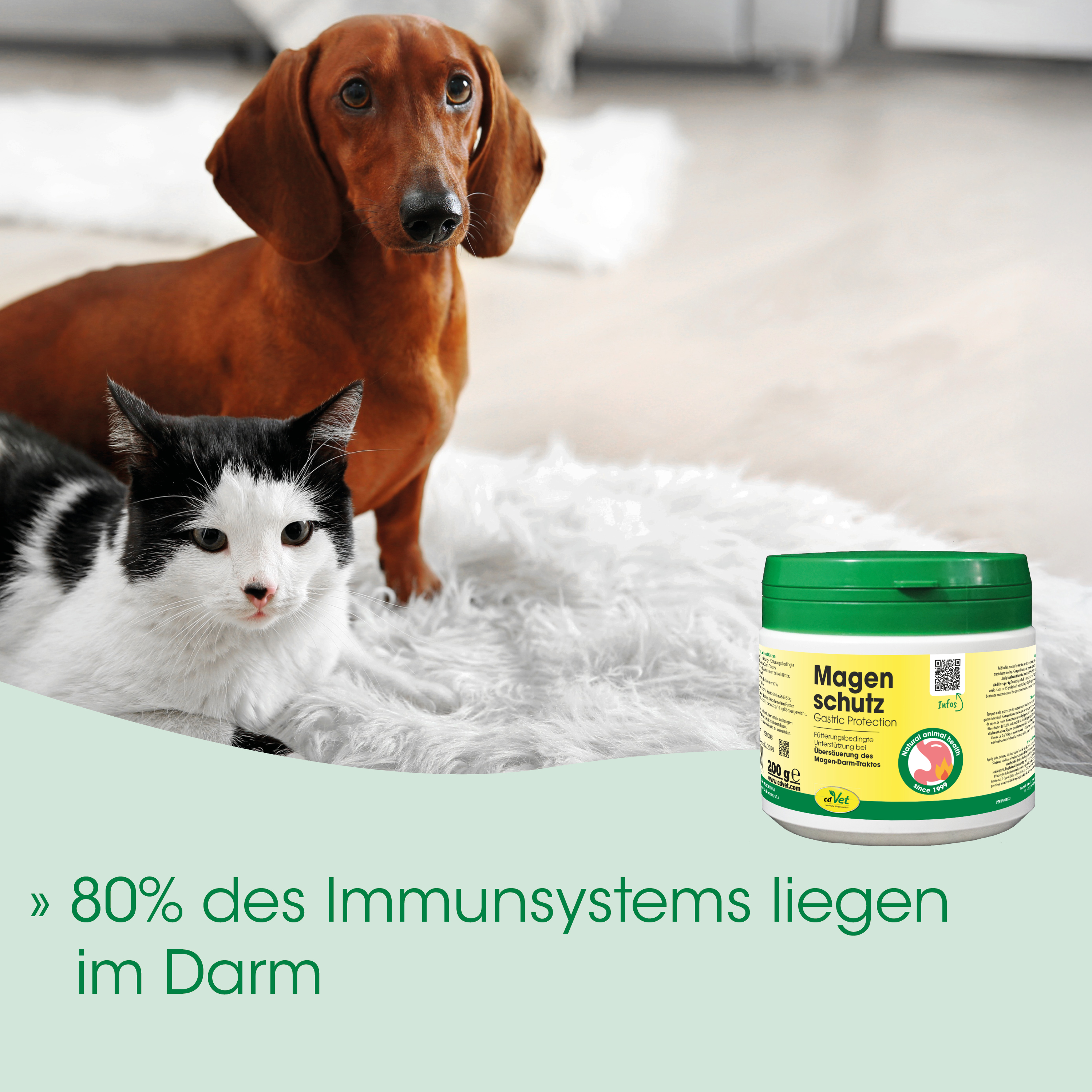 Hund, Katze, Tierpflege, Magen Schutz, Körperpflege