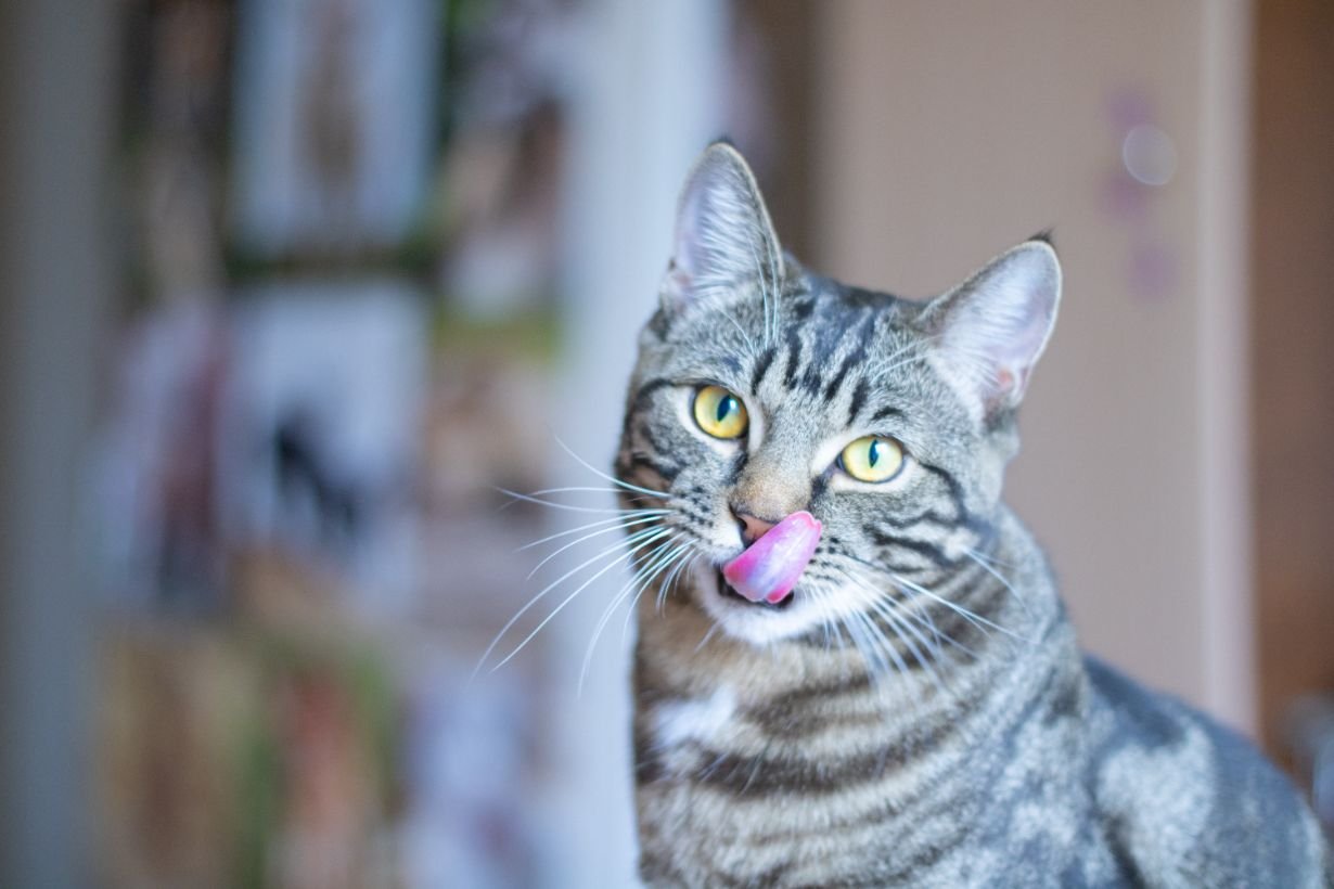 Katzenfoto, Katze, graugestreife Katze, Tierausschnitt, Lippen lecken