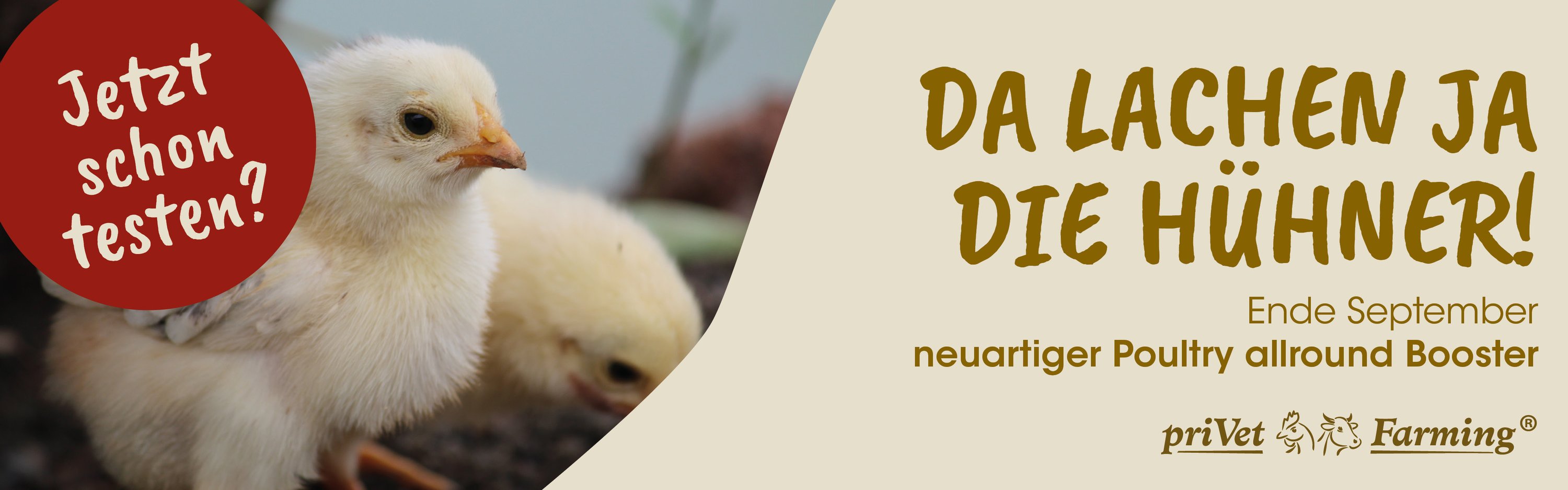 Tier, Vogel, Wachtel, Tier, Vogel, Wachtel, Tier, Vogel, Wachtel, Tier, Vogel, Wachtel, Tier, Vogel, Hühnchen, Geflügel, Tier, Vogel, Hühnchen, Geflügel
