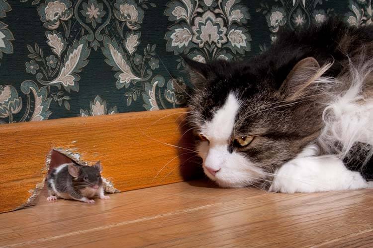 Mineralstoffversorgung_Katze-und-Maus