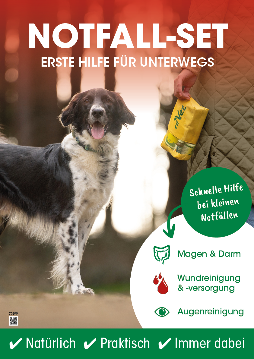 Werbung, Plakat, Hund, Säugetier, Haustier
