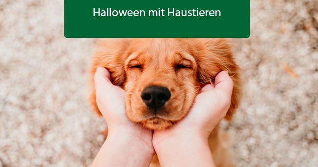 Blogbeitrag_Halloween Hund, Haustier, Welpe, Person, Golden Retriever
