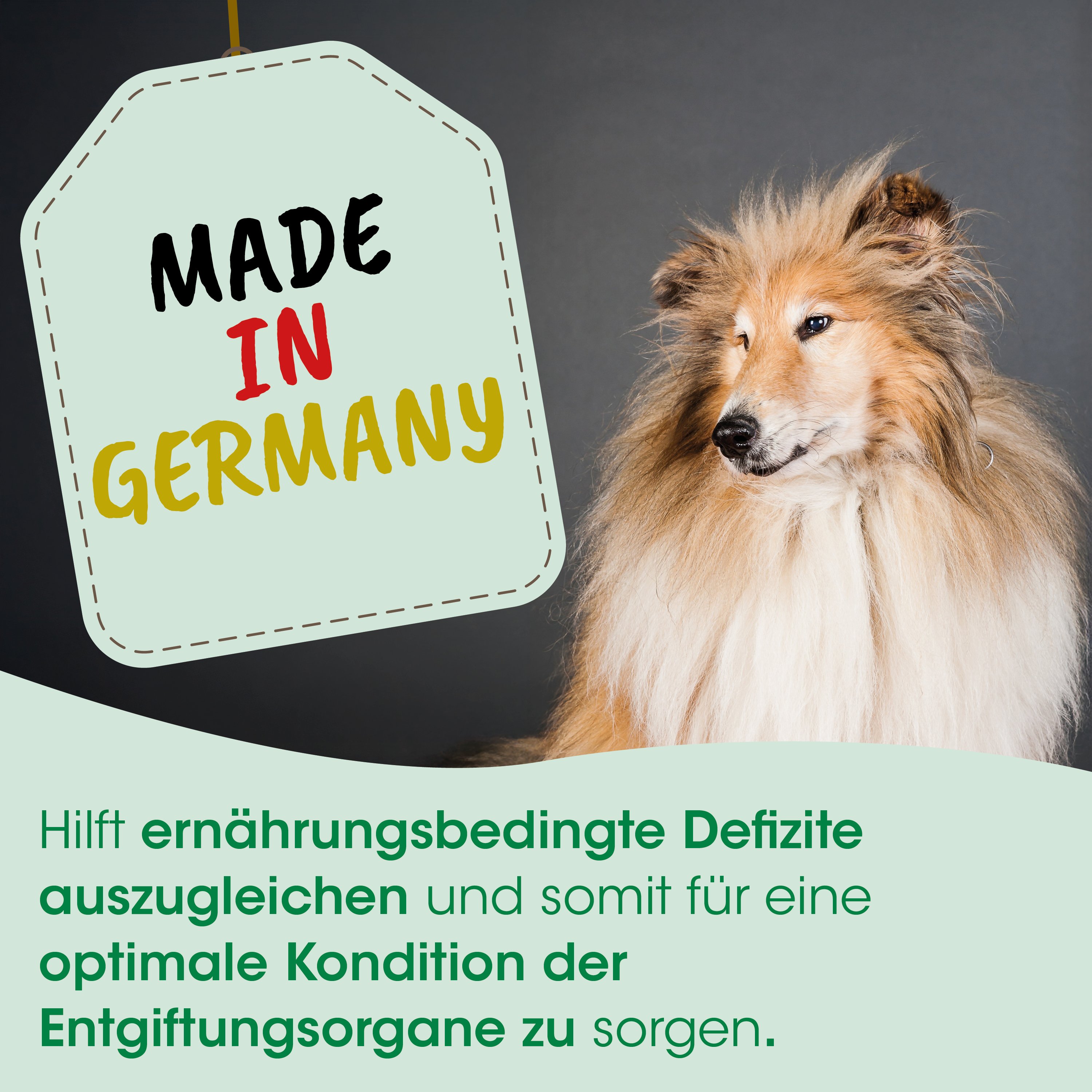 collie, Hund, Langhaar,  Haustier, Etikett