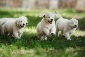 Hund, Haustier, Welpe, Gras