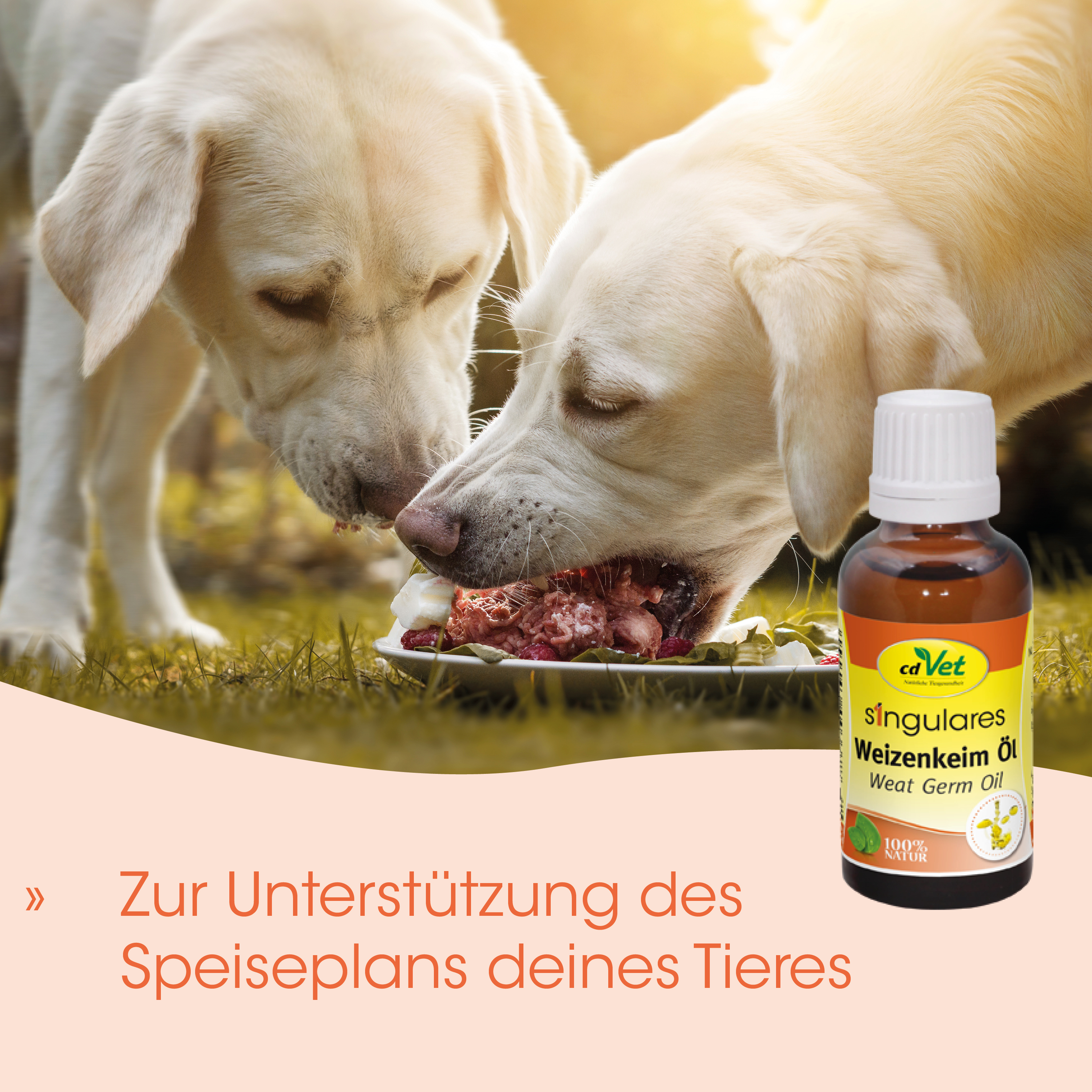 Hundetenner, Rindfleisch-Futter, Weizenkeimöl, Ölflasche, Tiernahrungsergänzung