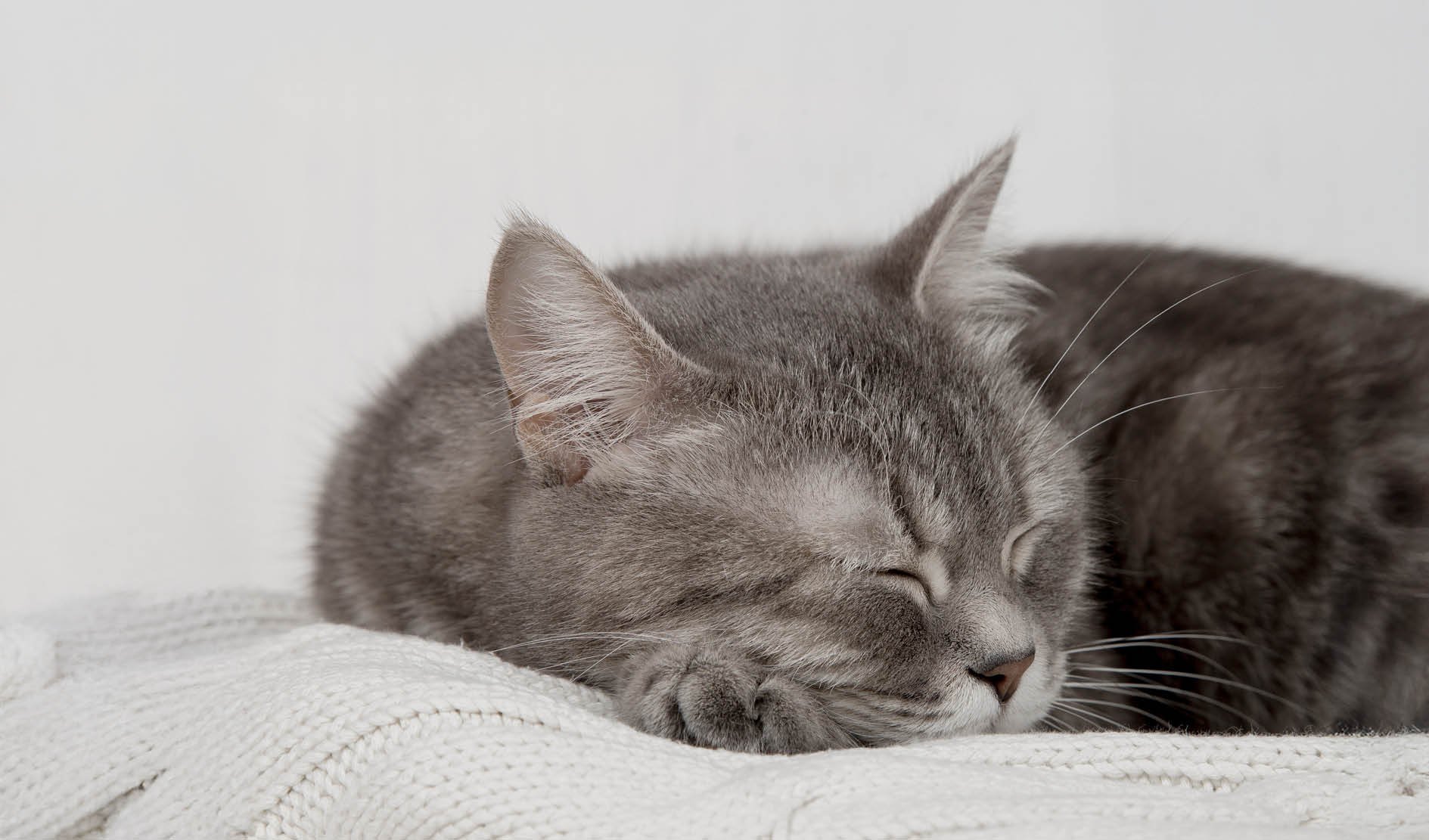 Katzenbild, grau, Schlaf, Kuschelig, Tierfell