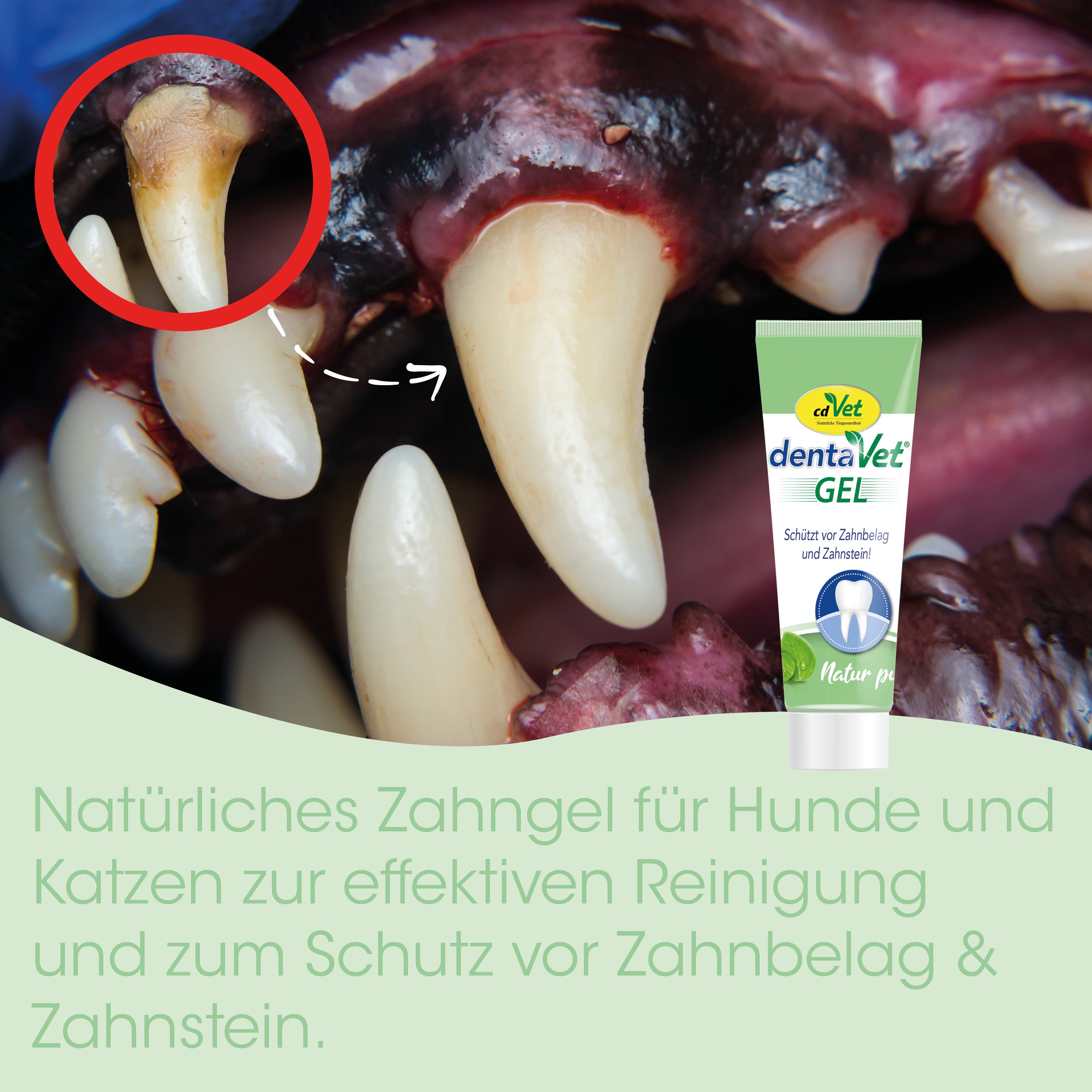 Zahnschäden, Zahnfleisch, Zahnreinigung, Zahnabnutzung, Tierarzt empfohlen