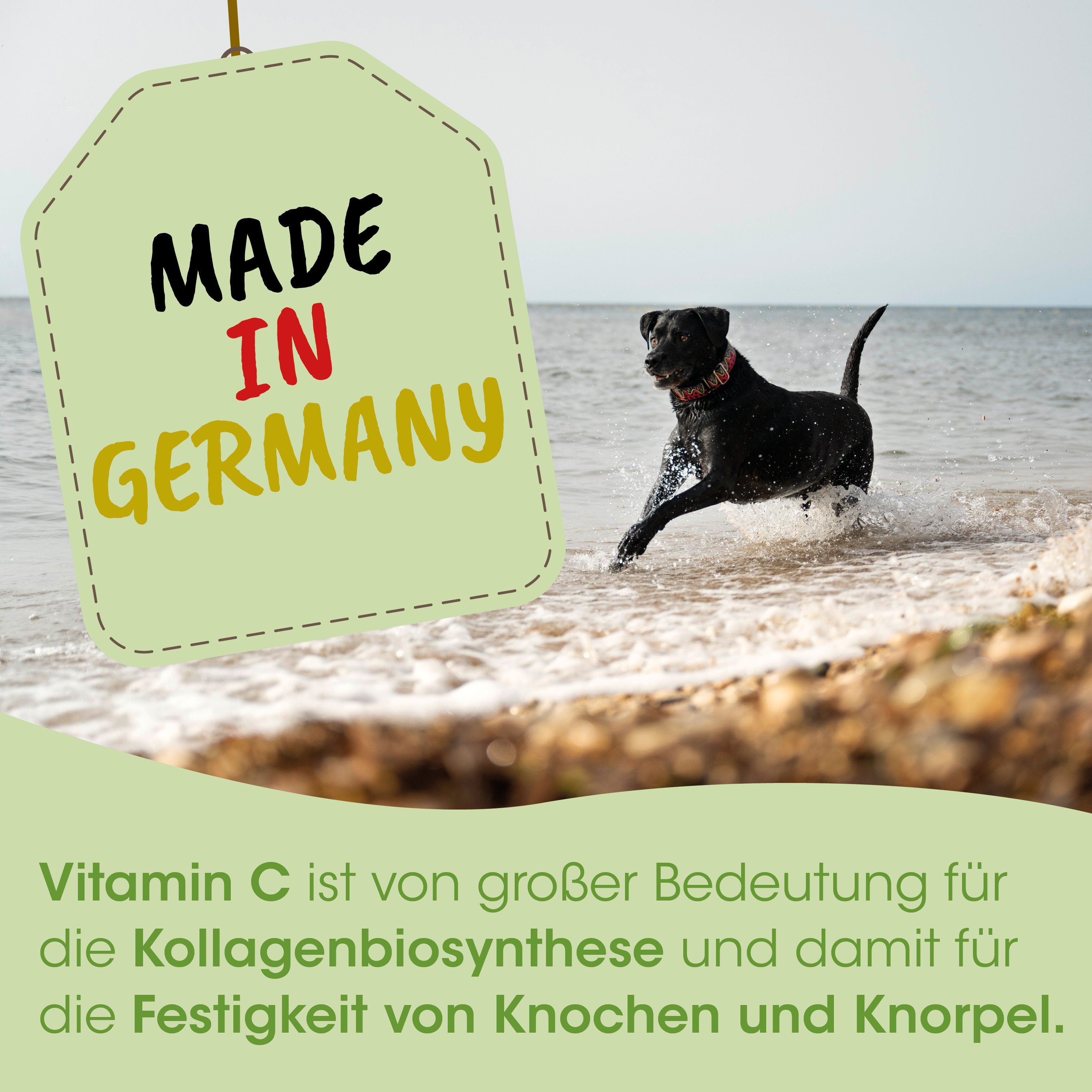 hund, schwarzer Hund, rennen, strand, anhaengelabel