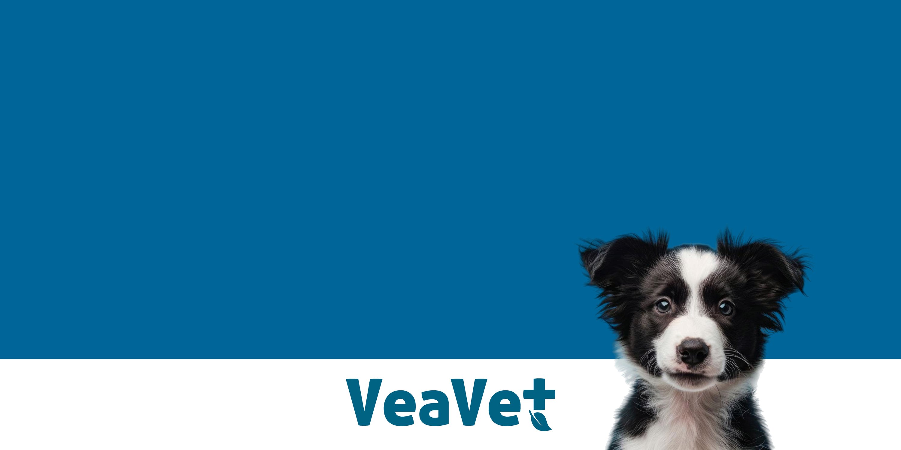 Hund, Säugetier, Haustier, Welpe