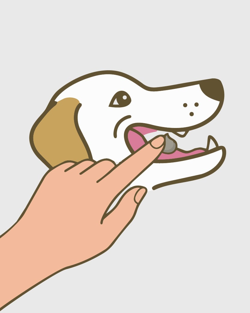 Hund, Tier, Kauen, Knochen, Spielzeug