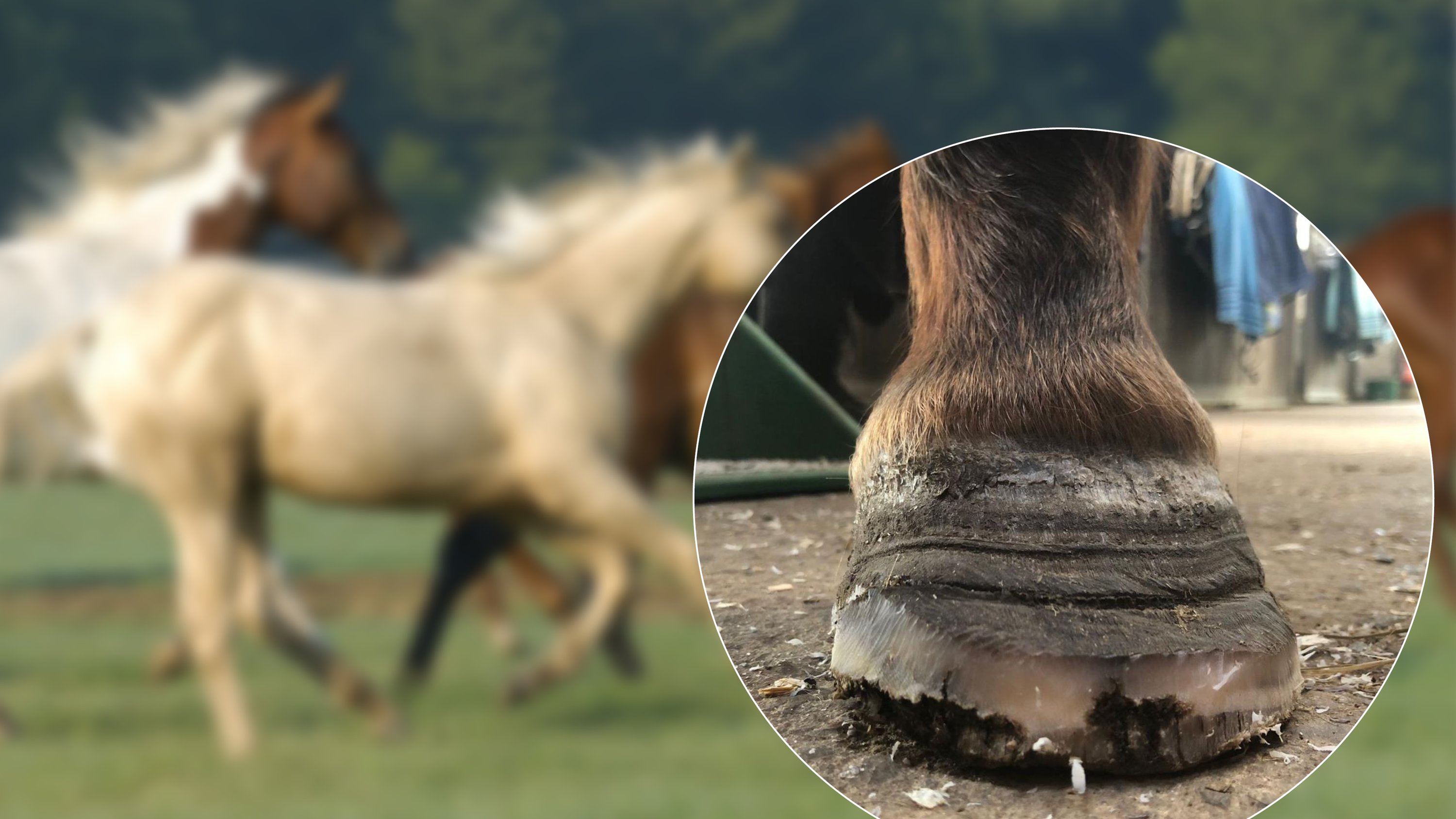 Pferd, Hufe, Hufpflege, Hufeisen, Hufabdruck