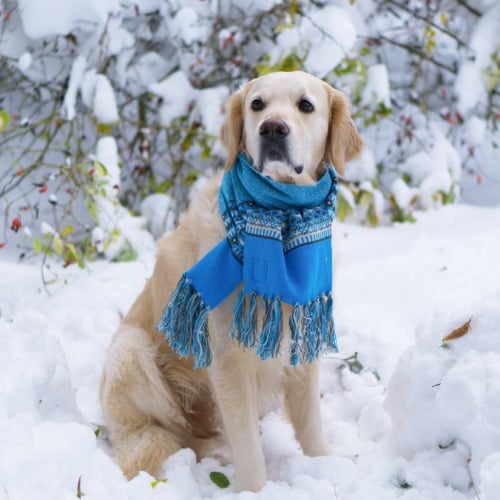 Hund, Golden Retriever, Halstuch, Welpe
