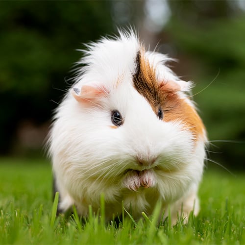 Gras, Tier, Säugetier, Ratte, Nagetier