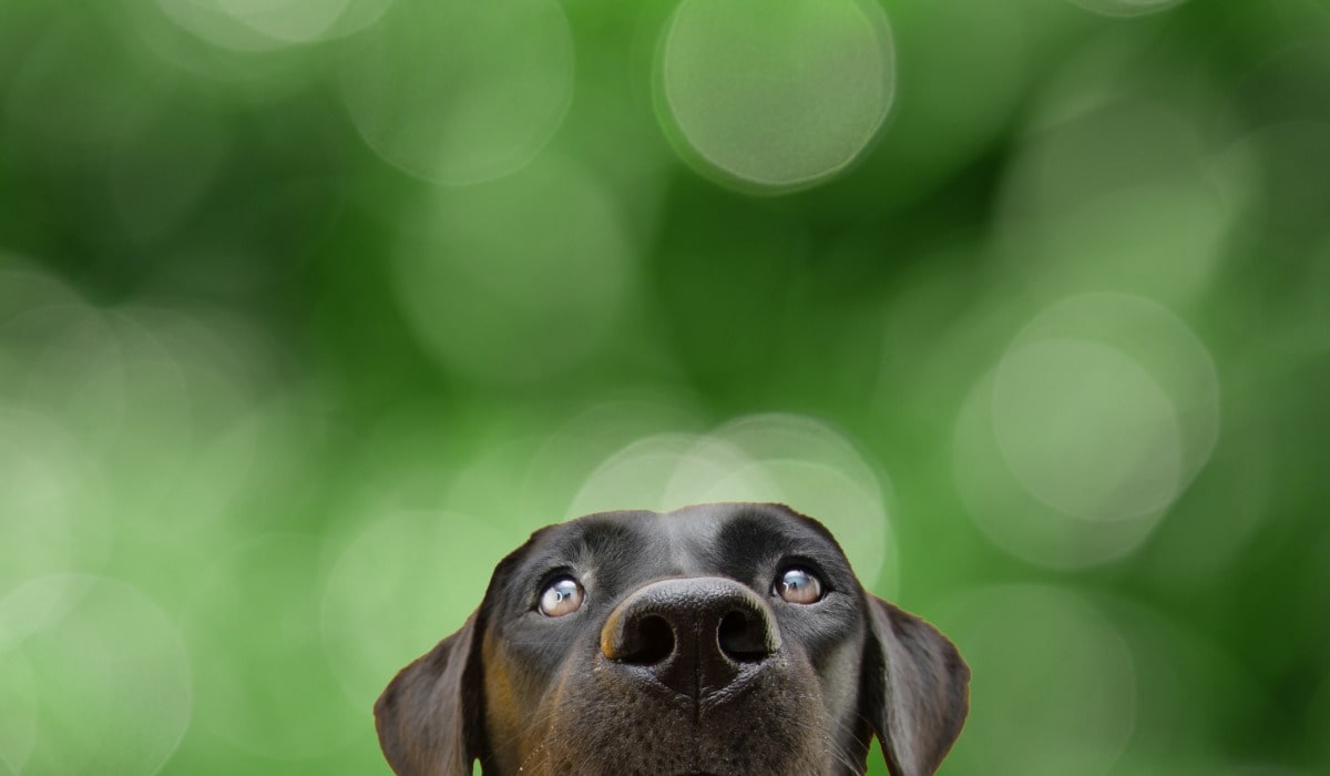 Hund, Welpe, Schnauze