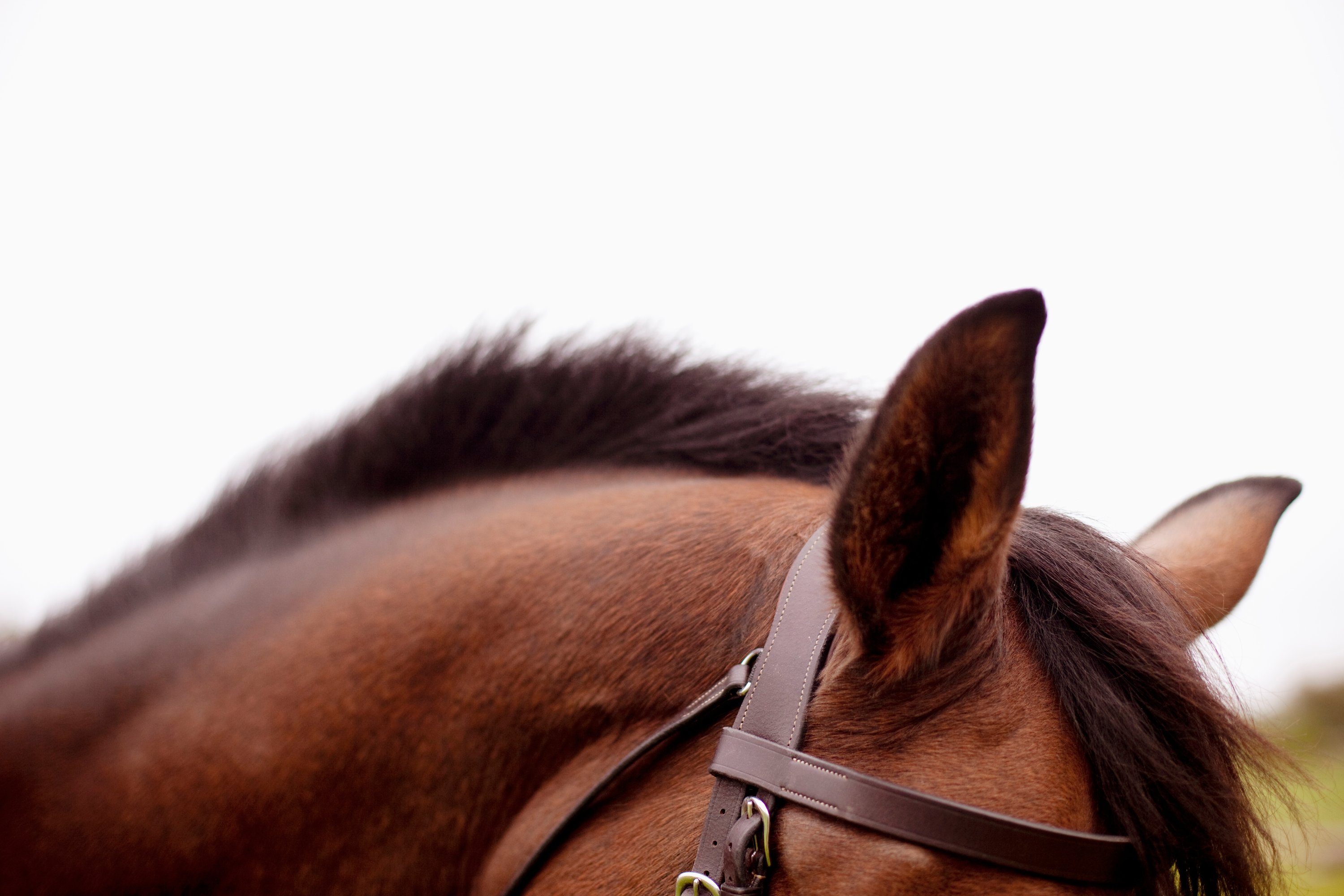 horse, horsehead, Bridle, Reiterausrüstung, braun