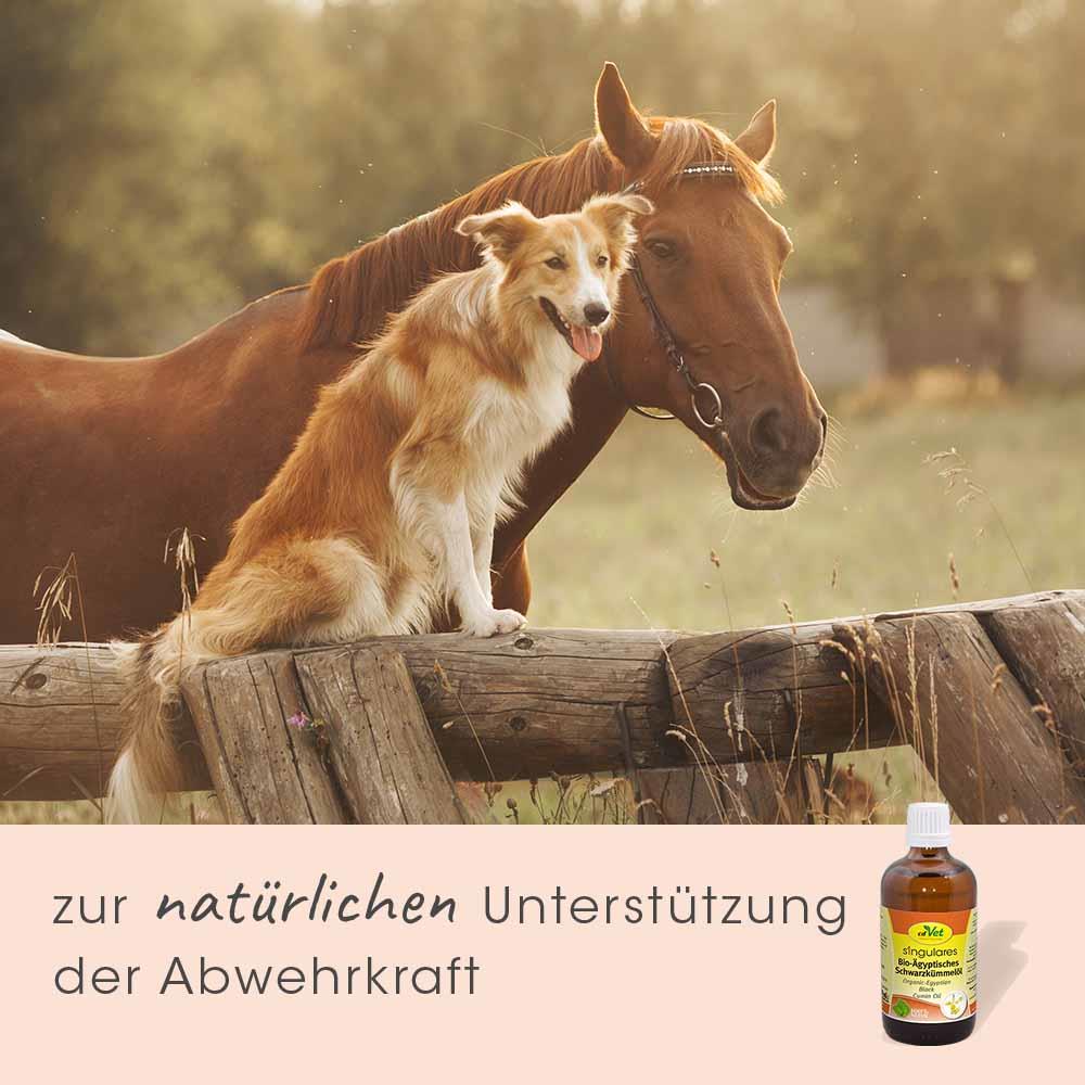 Singulares Ägyptisches Bio-Schwarzkümmelöl 100 ml