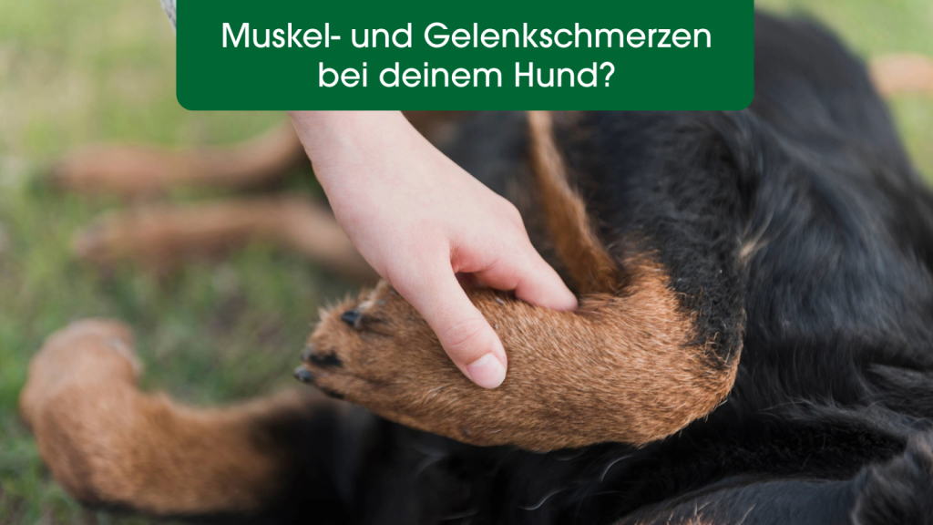 Hund, Haustier, Schnauze, Finger