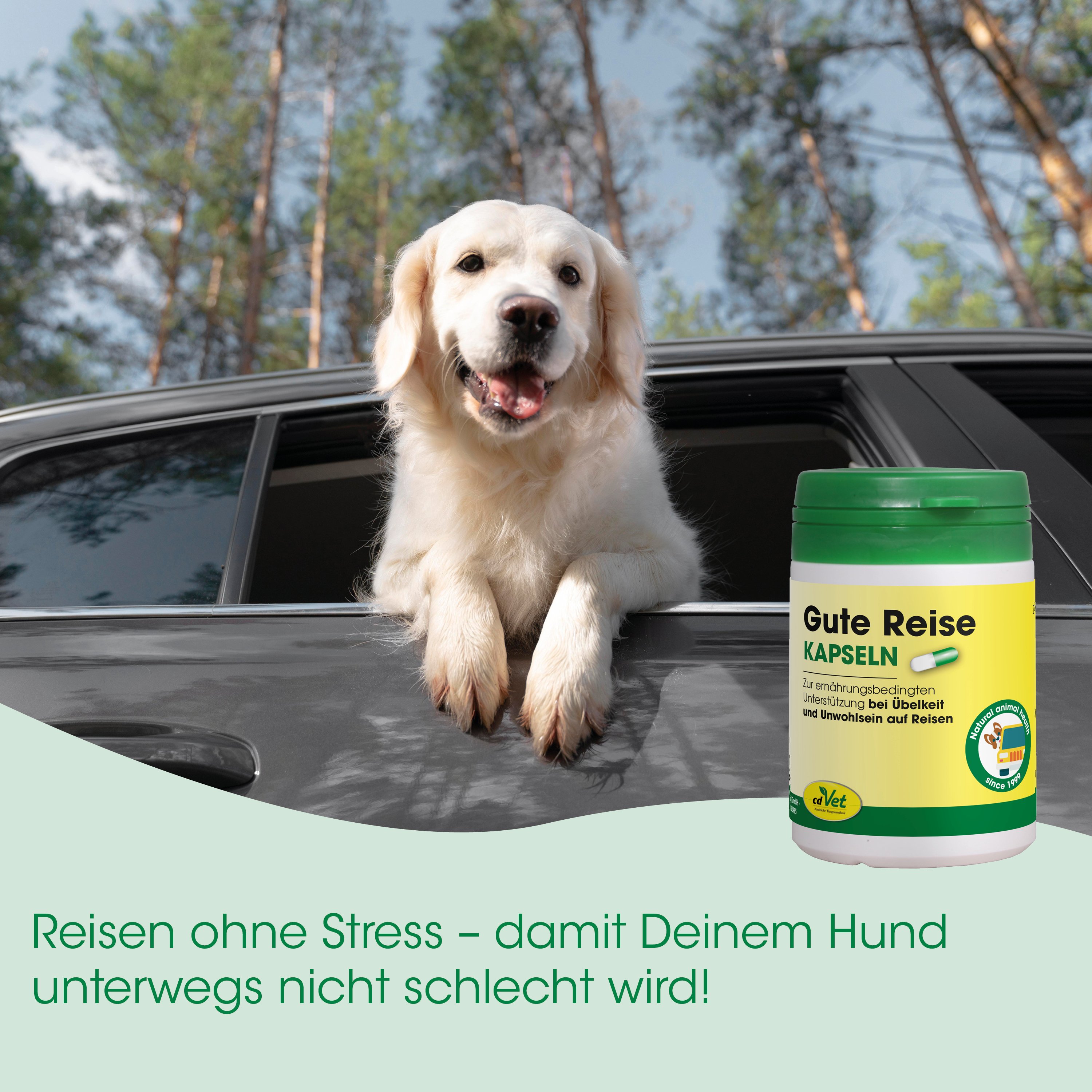 hund, golden retriever, auto, kapseln, gesundheitsprodukt