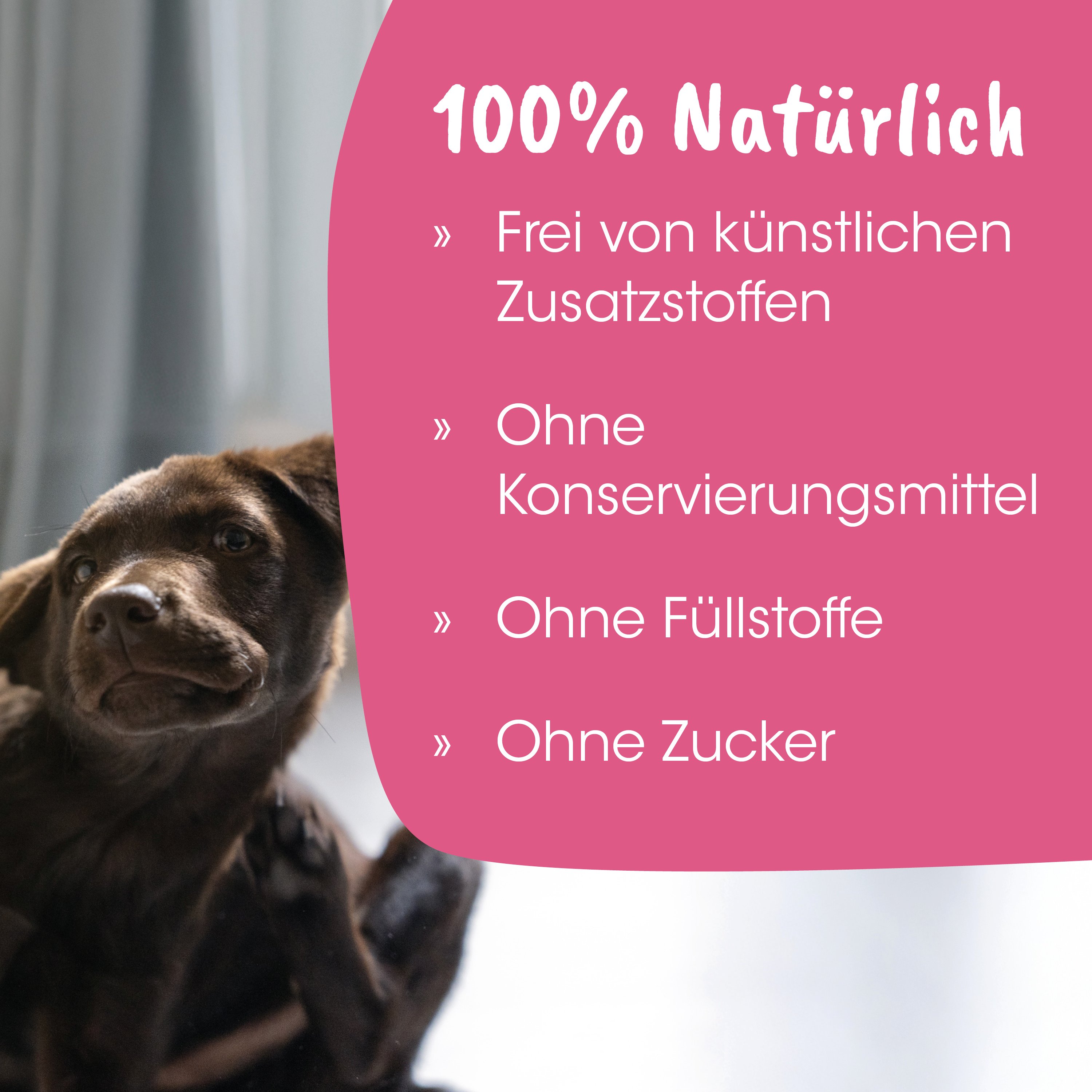 Hund, braun, Hundebild, Tier, Foto Hund