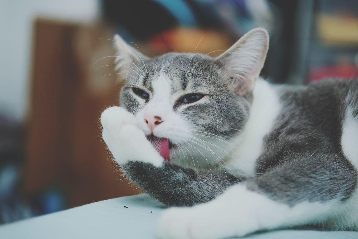 Kater, grau-weiß, Katze, Pfotenpflege, Haustier