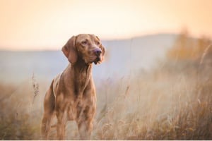 Hund, Haustier, Zeiger, Labrador Retriever