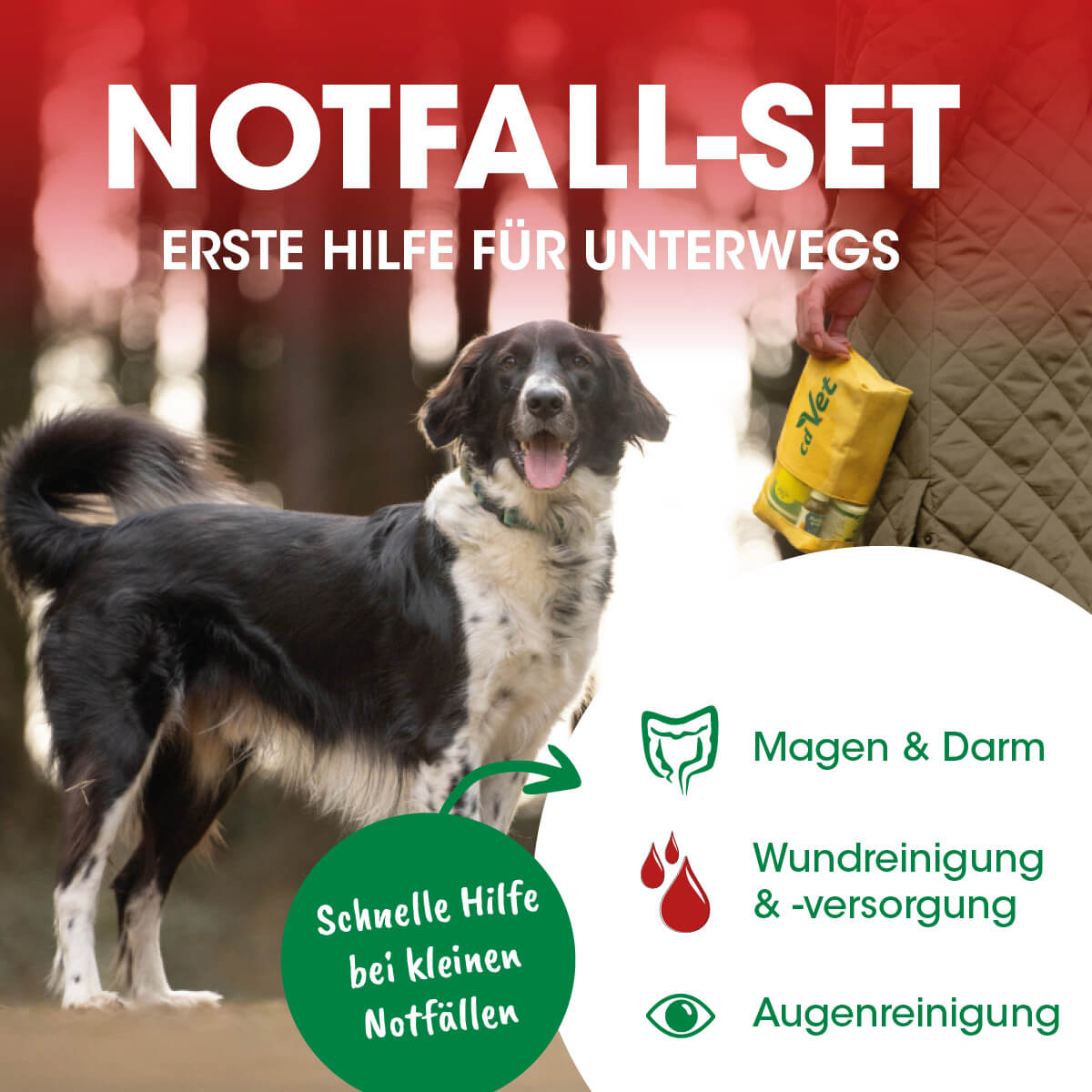 Werbung, Plakat, Hund, Säugetier, Haustier