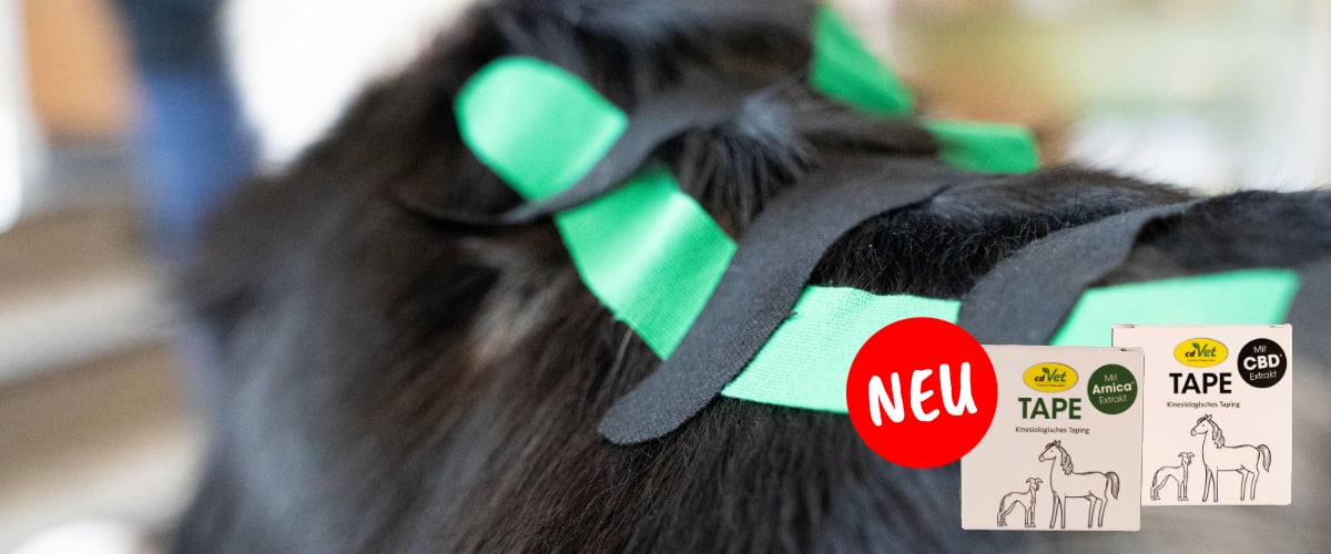 Rinder, Vieh, Säugetier, Hund, Haustier