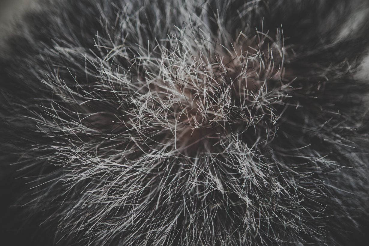 Pelt, Tierfell, Fellhaar, Stachelhaar, Stachelfell