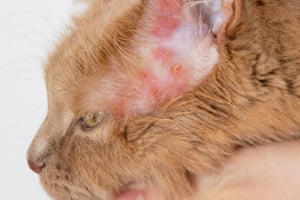 Tier, Katze, Säugetier, Haustier, Kätzchen