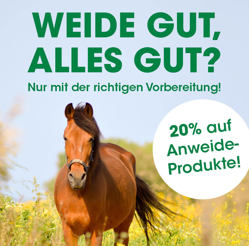 Tier, Pferd, Säugetier, Colt Horse