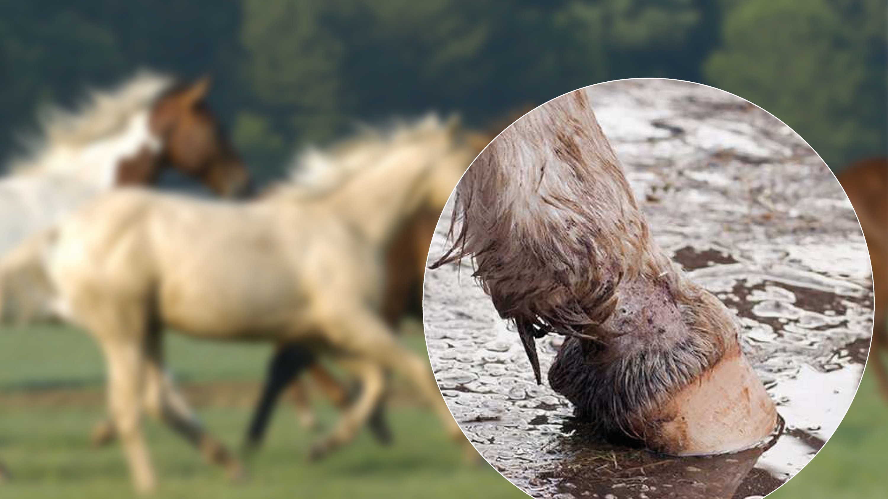 Pferd, Huf, Matsch, Bein, Kreis