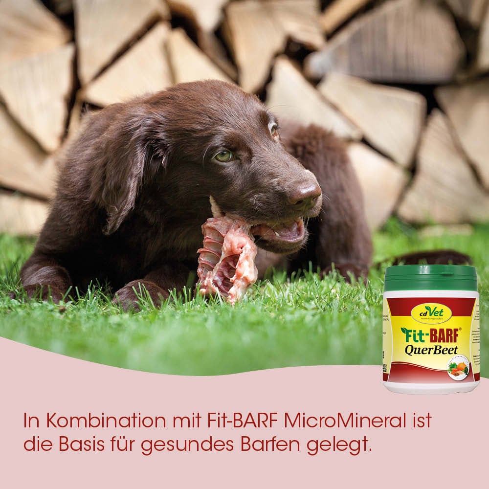 Hund, Knochen, Hunde-Futter, Grill, Tierpflege