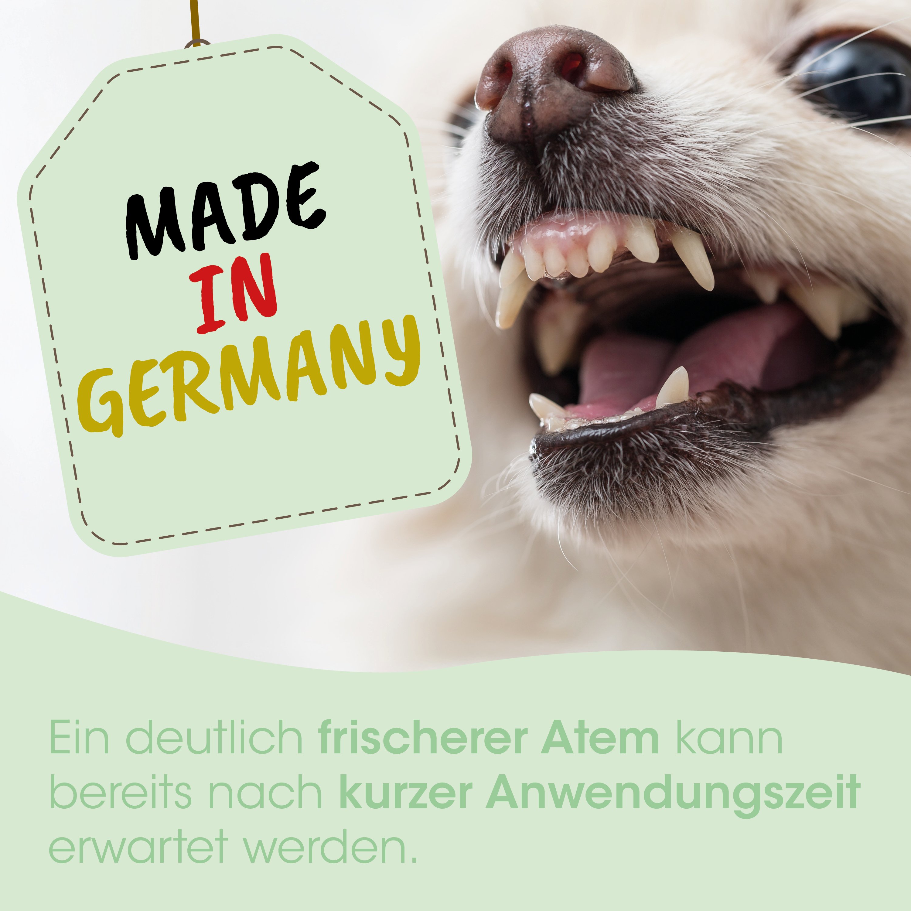 Hund, Zahn, Hundegebiss, Kopfteil, Made in Germany