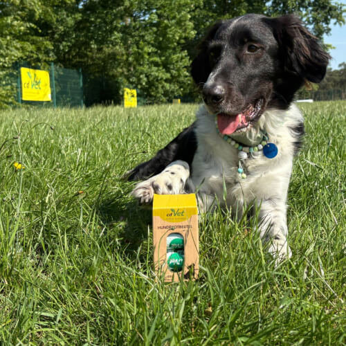 Gras, Pflanze, Hund, Tennisball, Welpe