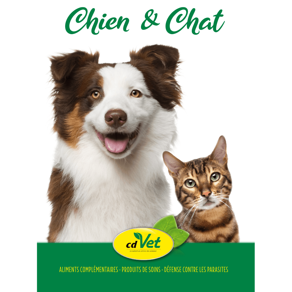 Tier, Hund, Säugetier, Haustier, Katze