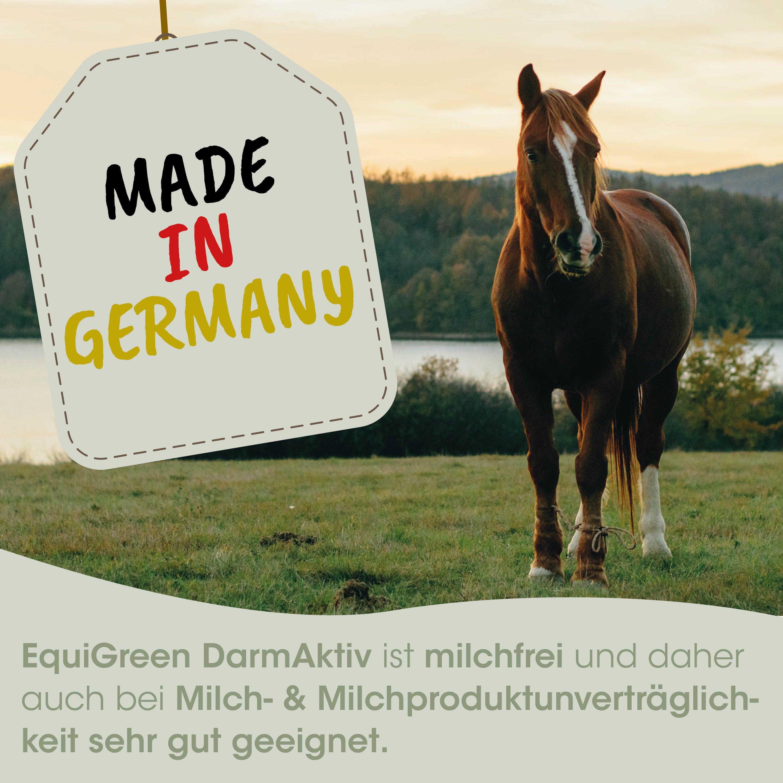 Pferd, Sattelpartner, Natur, Grasland, Milchfrei