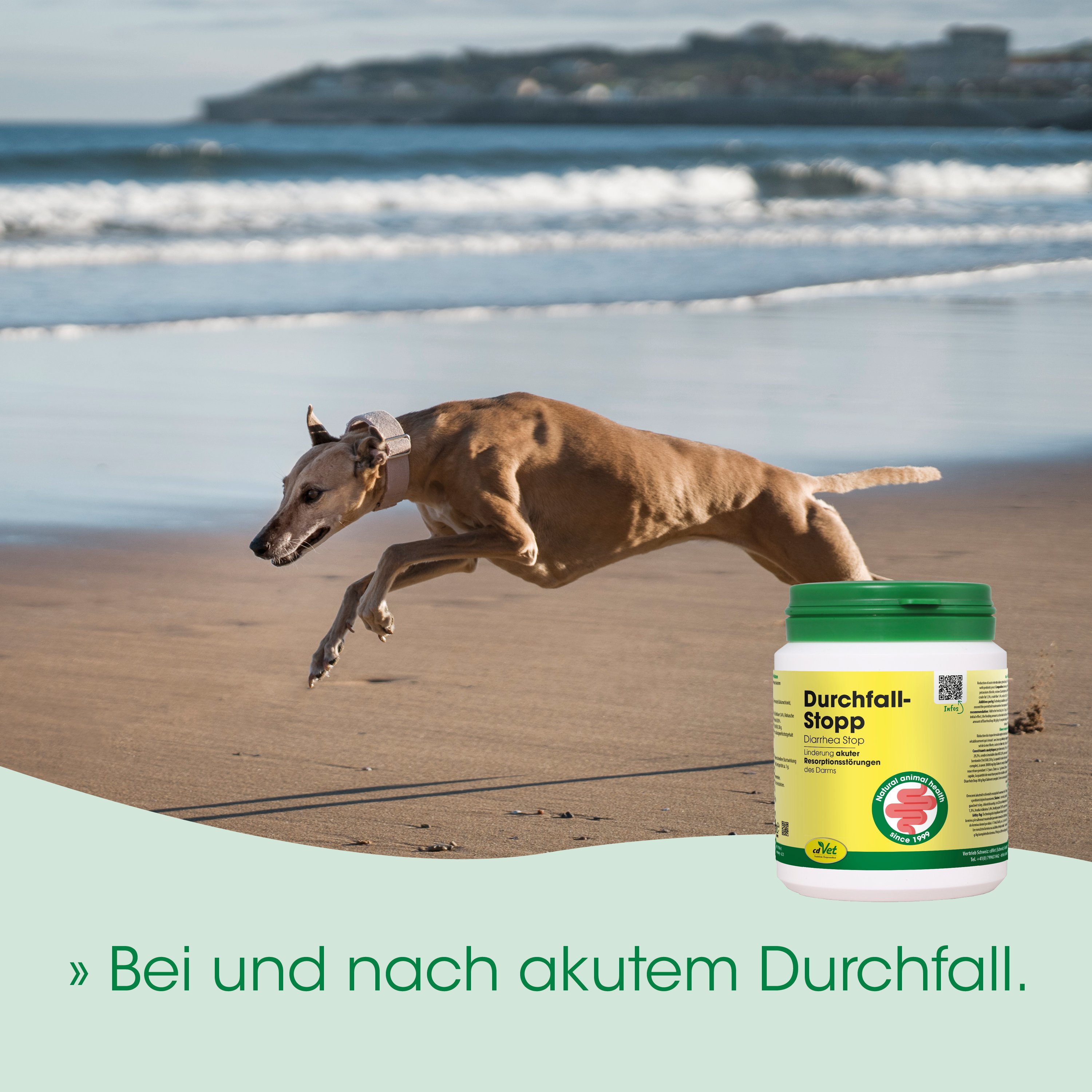 hund, greyhound, halsband, rennung, Durchfallstop