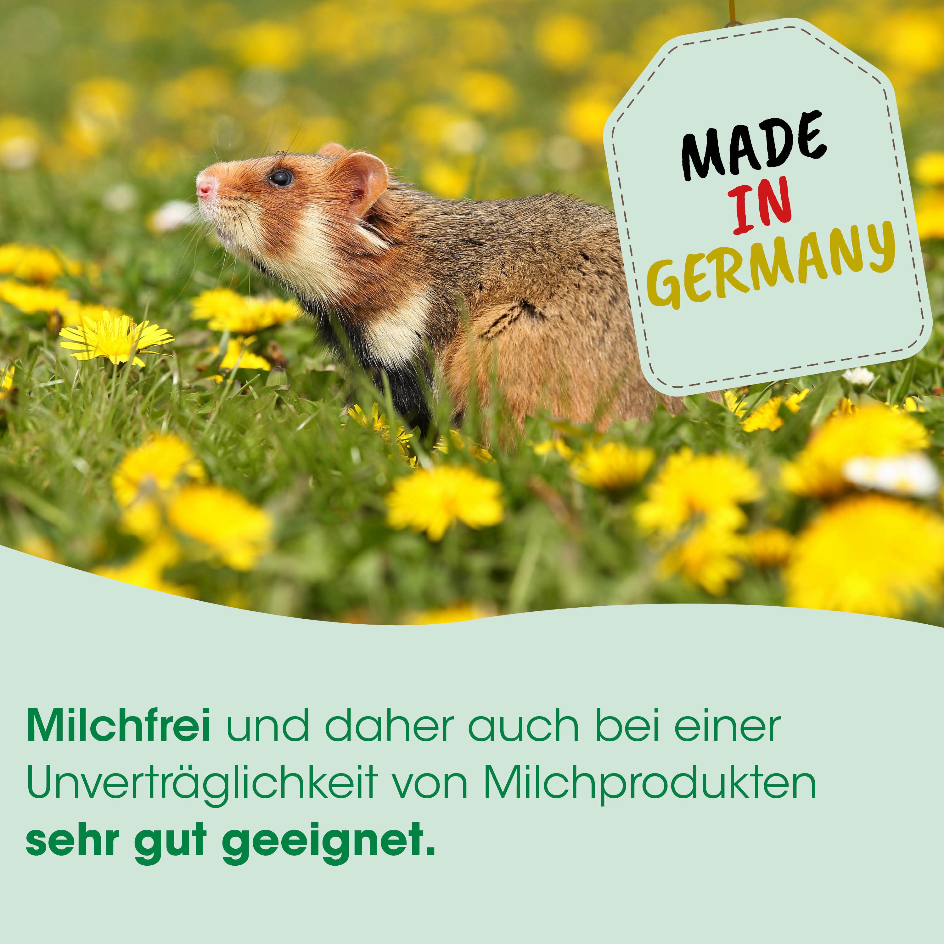hamster, feld, Löwenzahn, Etikett, aus deutschland