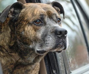 Boxer, Bulldogge, Hund, Säugetier, Haustier