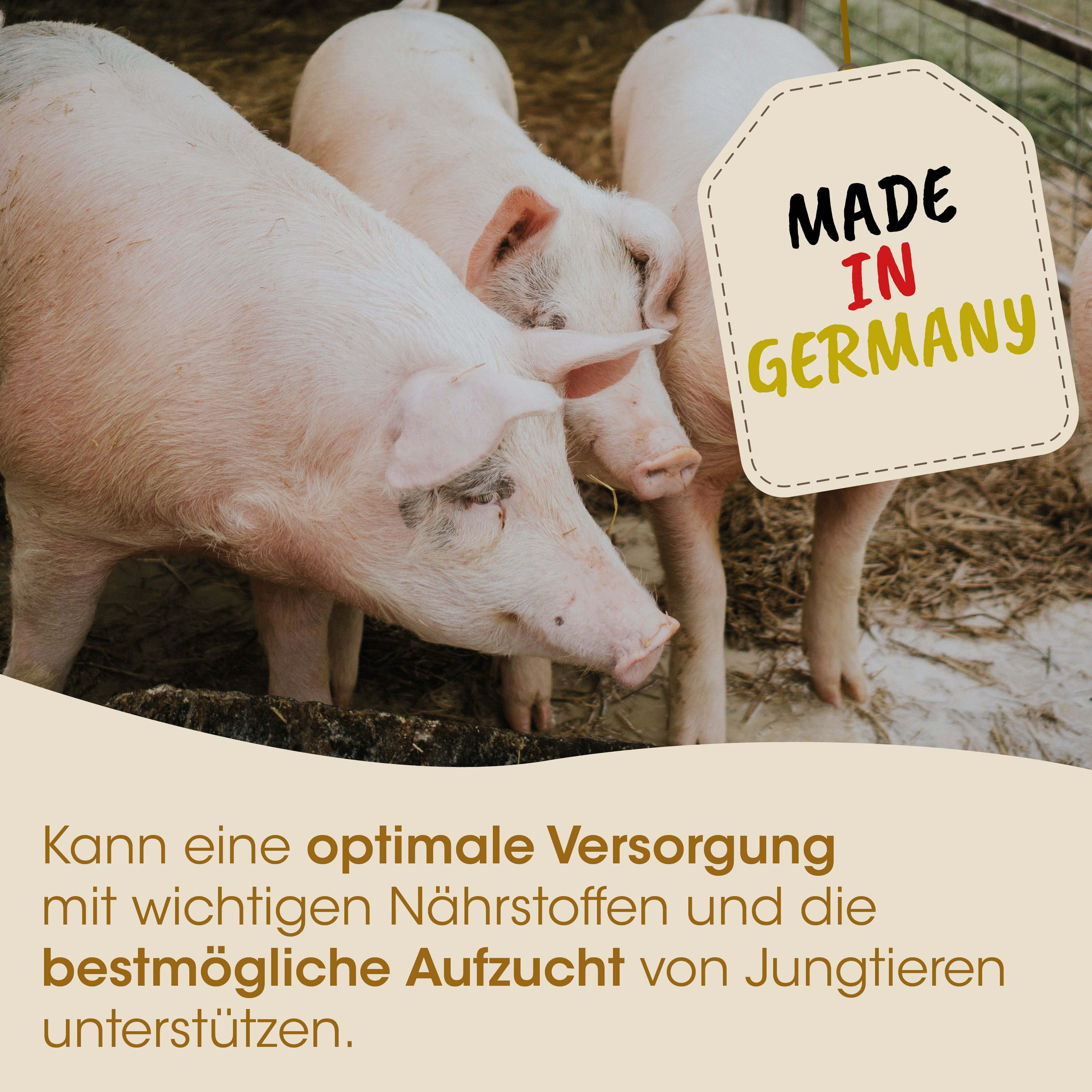 Schwein, Schweine, Stall, Made in Germany, Tierfutter?