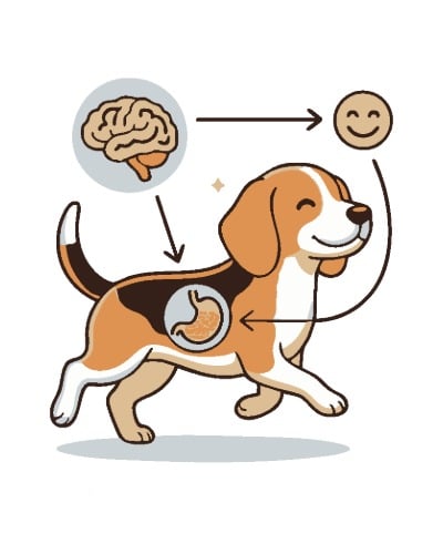 hund, hundeanatomie, hirn, magen, illustration
