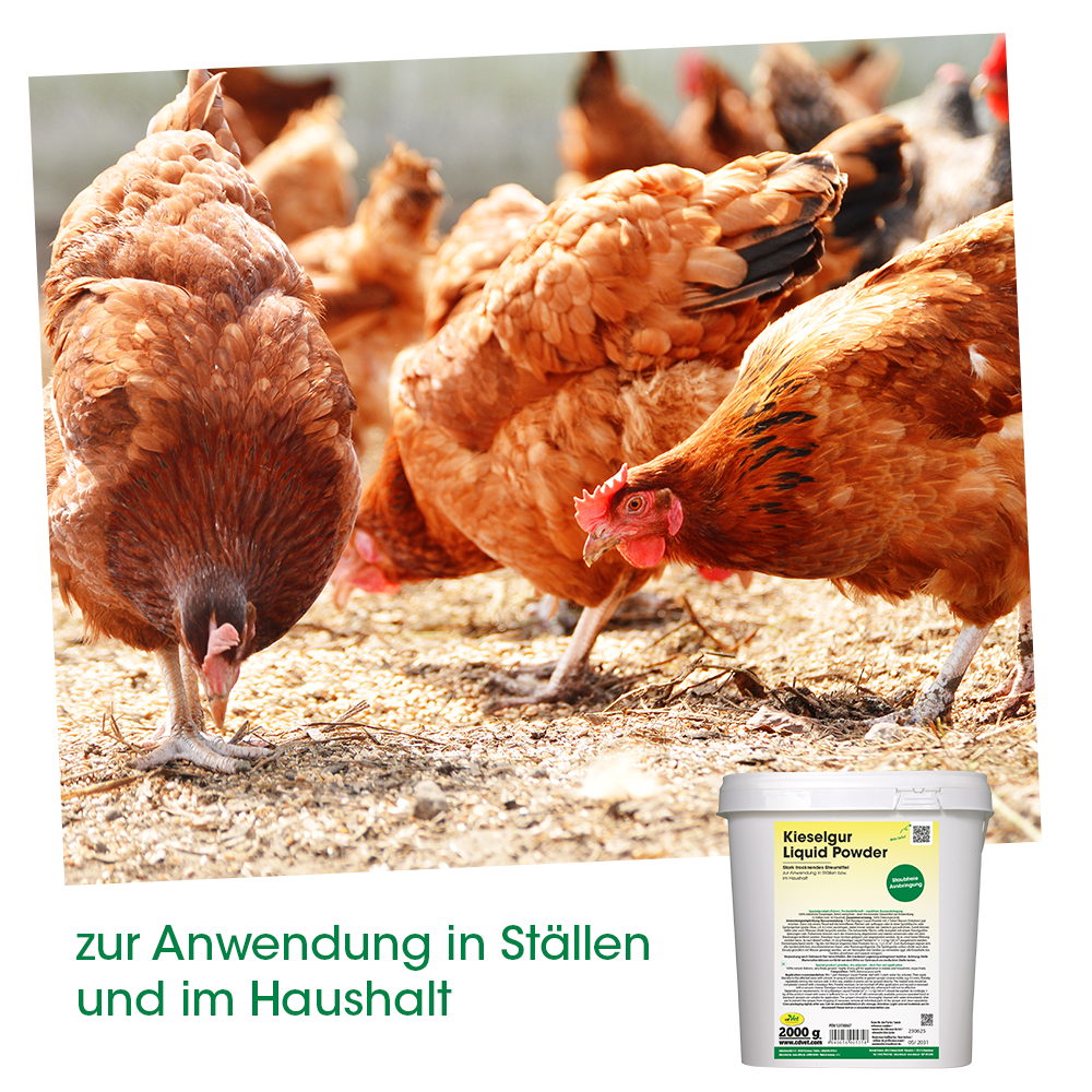 hühner, huhn, hühnerstall, Geflügel, Pulver