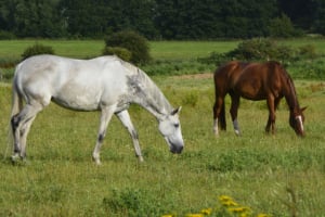 Feld, Grünland, Weide, Weiden, Ranch