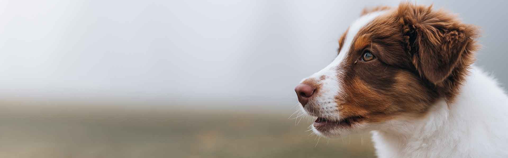 Hund, Säugetier, Haustier, Welpe