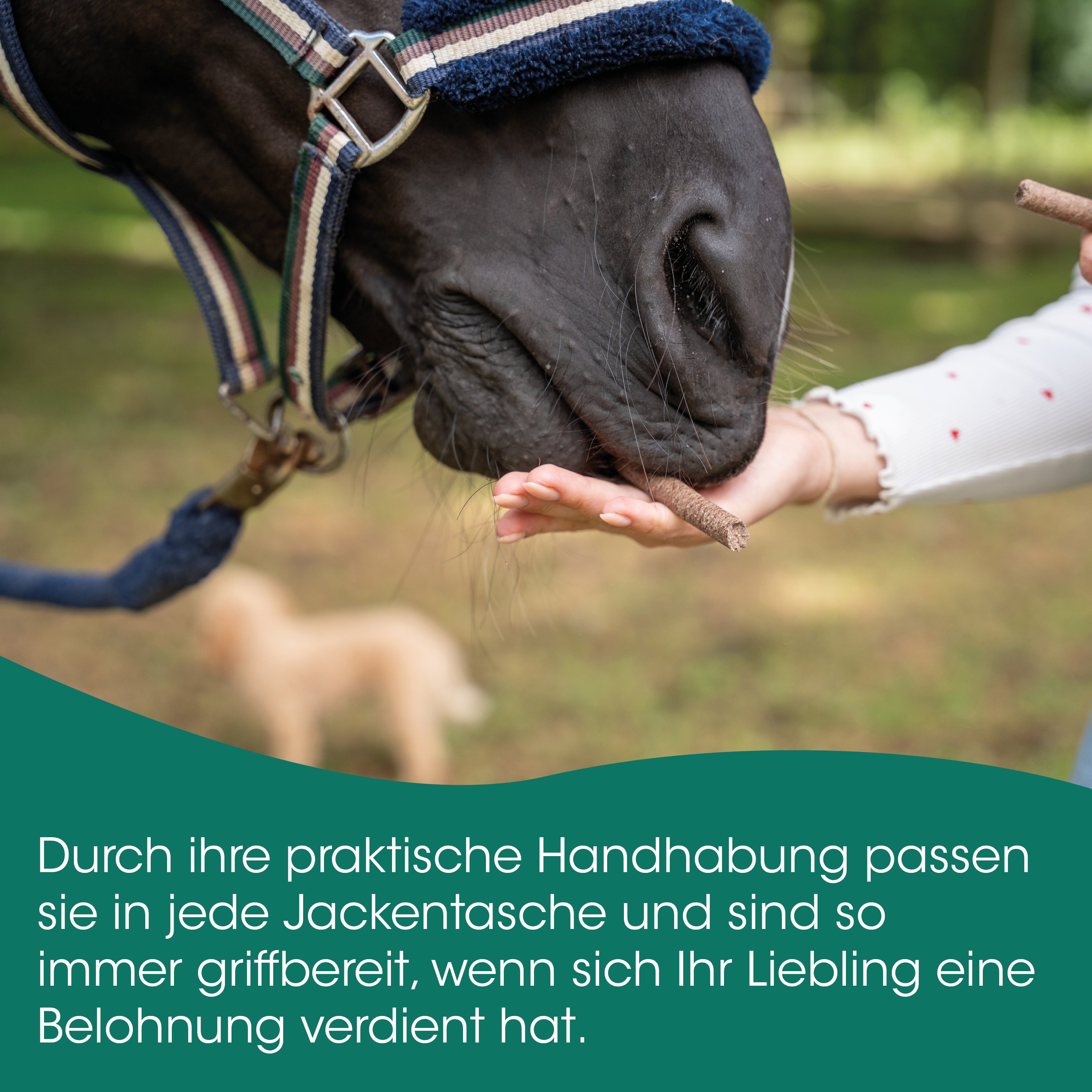 Pferd, Huf, Halter, Gebeck, Schur