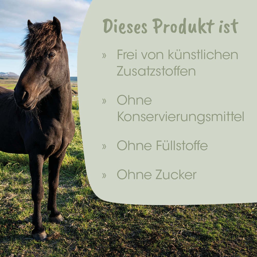 Pferd, Schwarzes Pferd, Tier, Wiese, Tierliebe