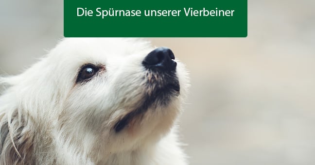 Blogbeitrag_Sprnasehund Hund, Haustier, Weißer Hund, Welpe